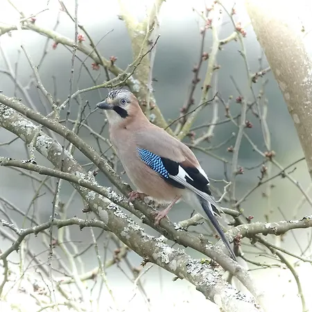 ゲストハウス La Bayardine